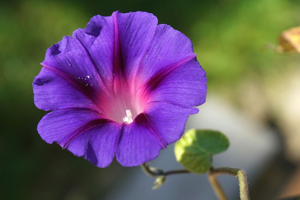 Purple vine flower 