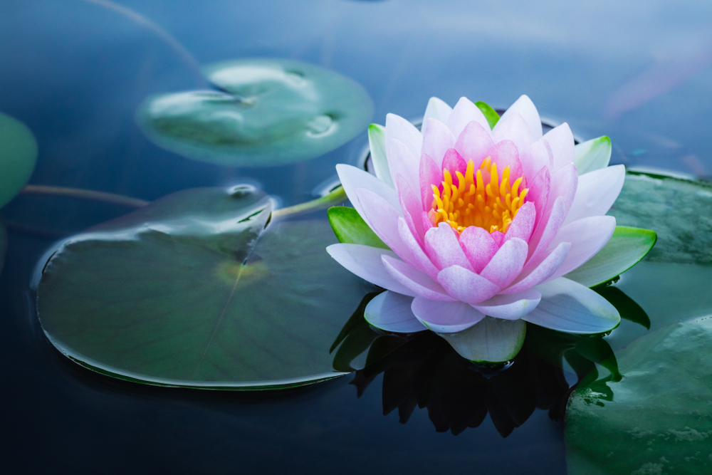 Right nutrient for growing lotus indoors