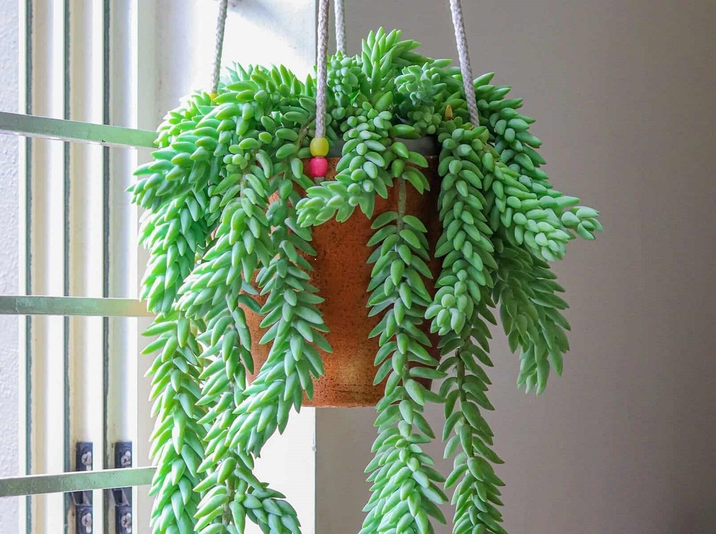 Succulents that hang