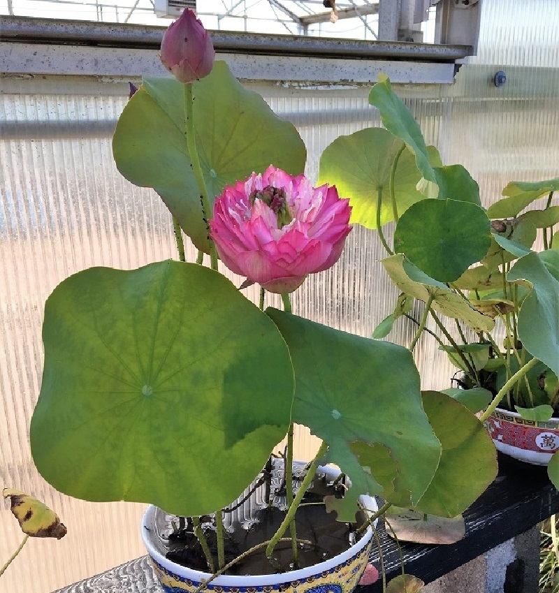 Sun Exposure for growing lotus indoors