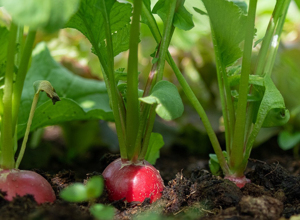 Sun Exposure growing turnips in containers