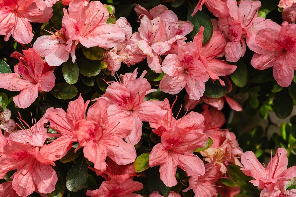 Symbolism of the Azalea Flower