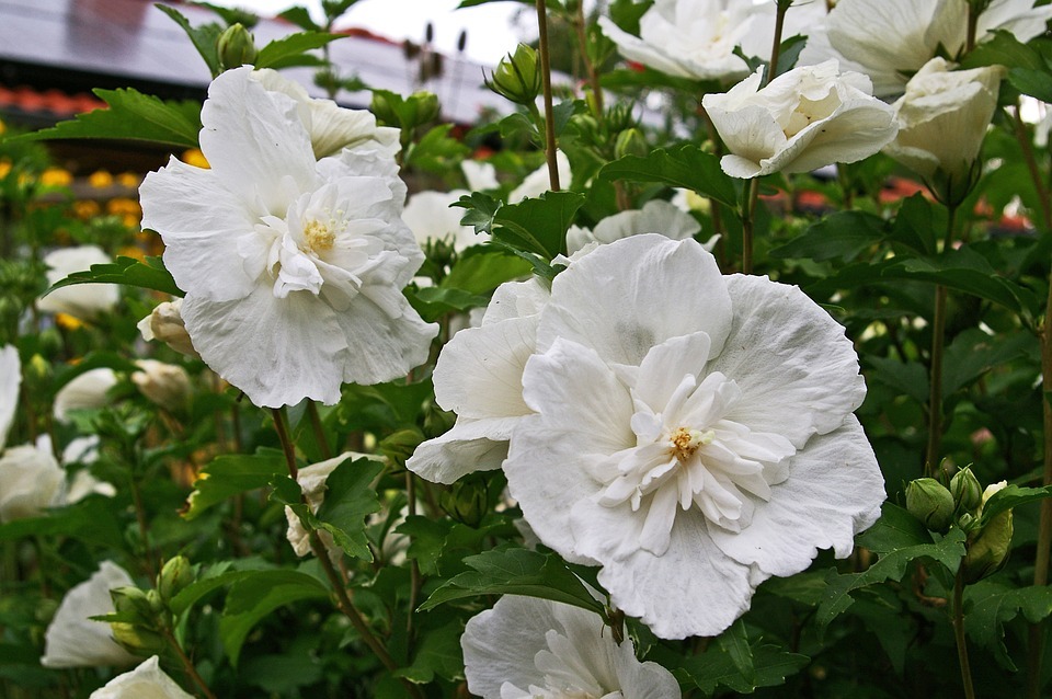 The 5-Step Process for Growing Hibiscus Shrubs