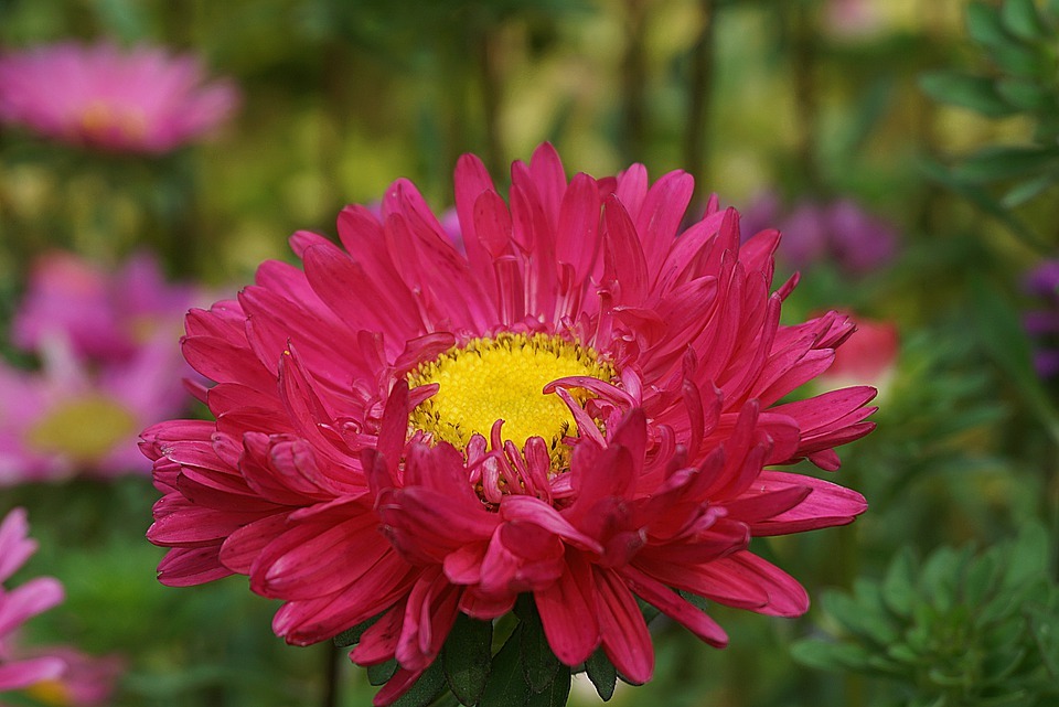 types of asters