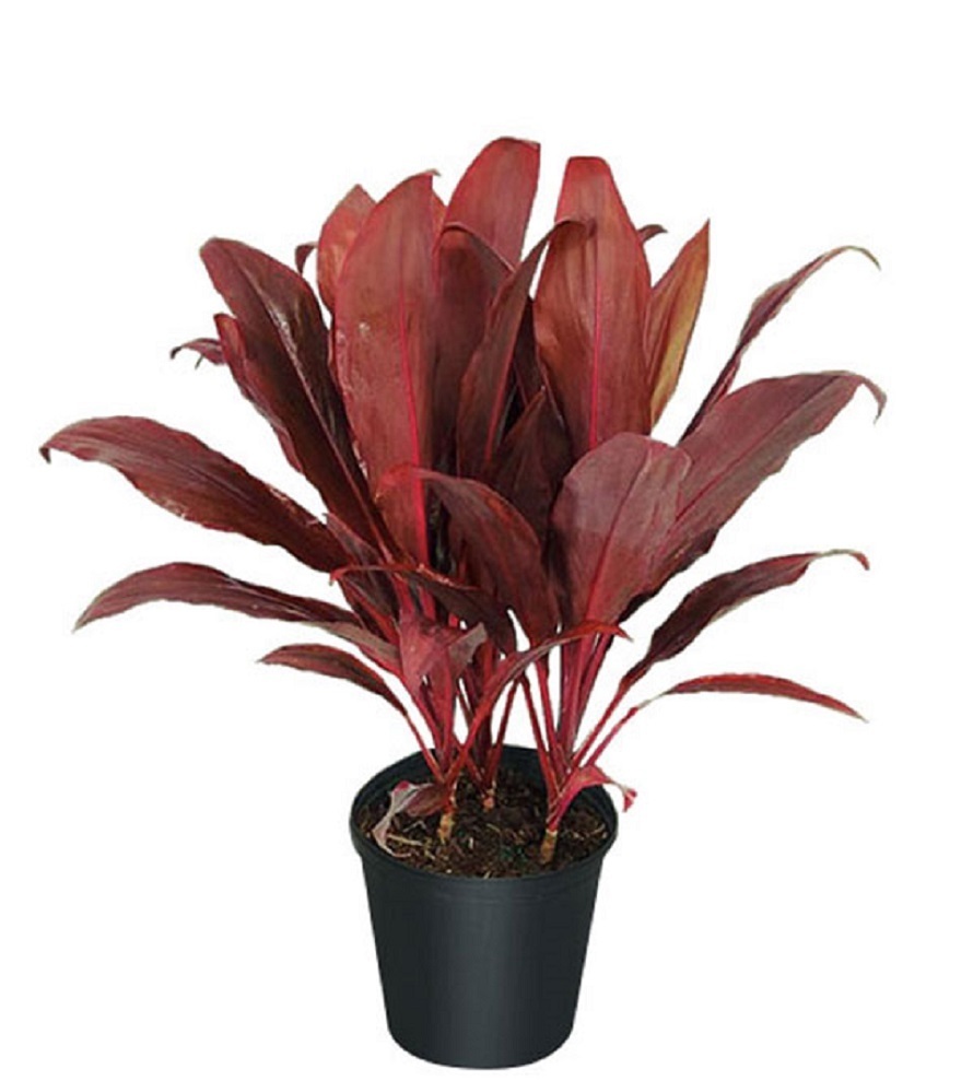 The Characteristic of Red dracaena varieties