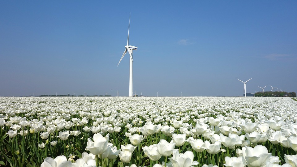 The Dutch were also the first to grow white tulips commercially