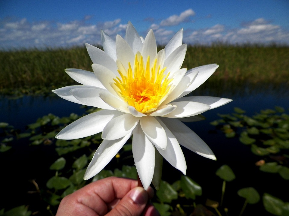 Everglades flower