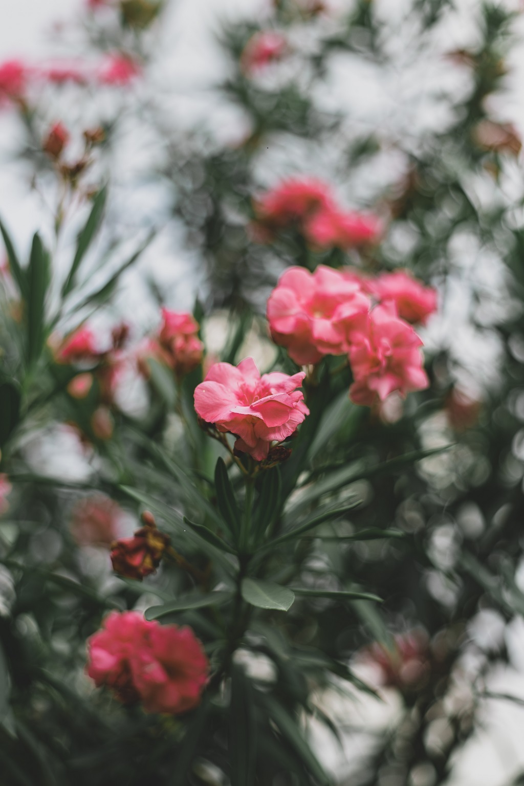 The Meaning of the Azalea Flower