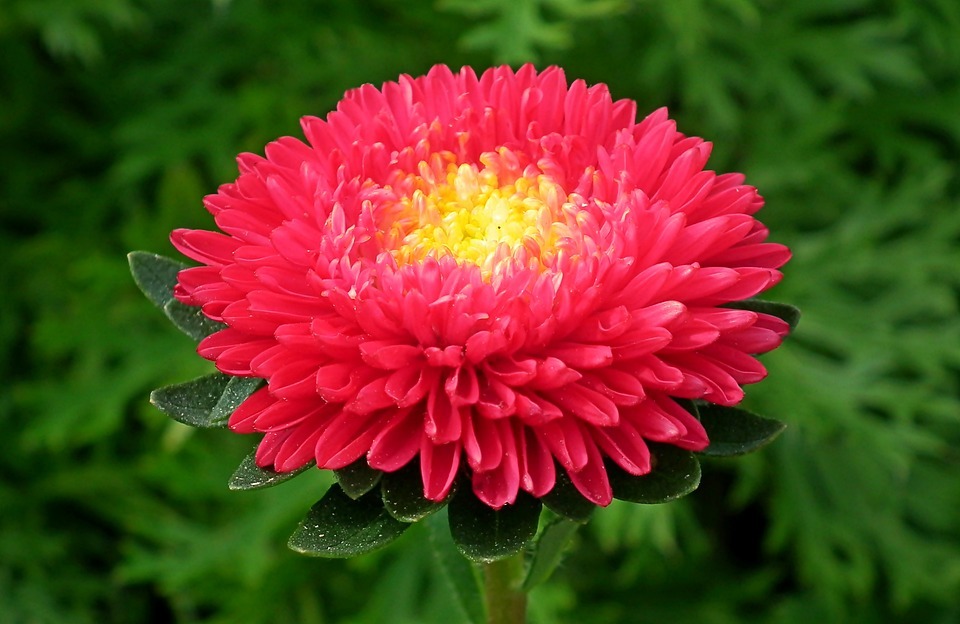 The Red Aster flower