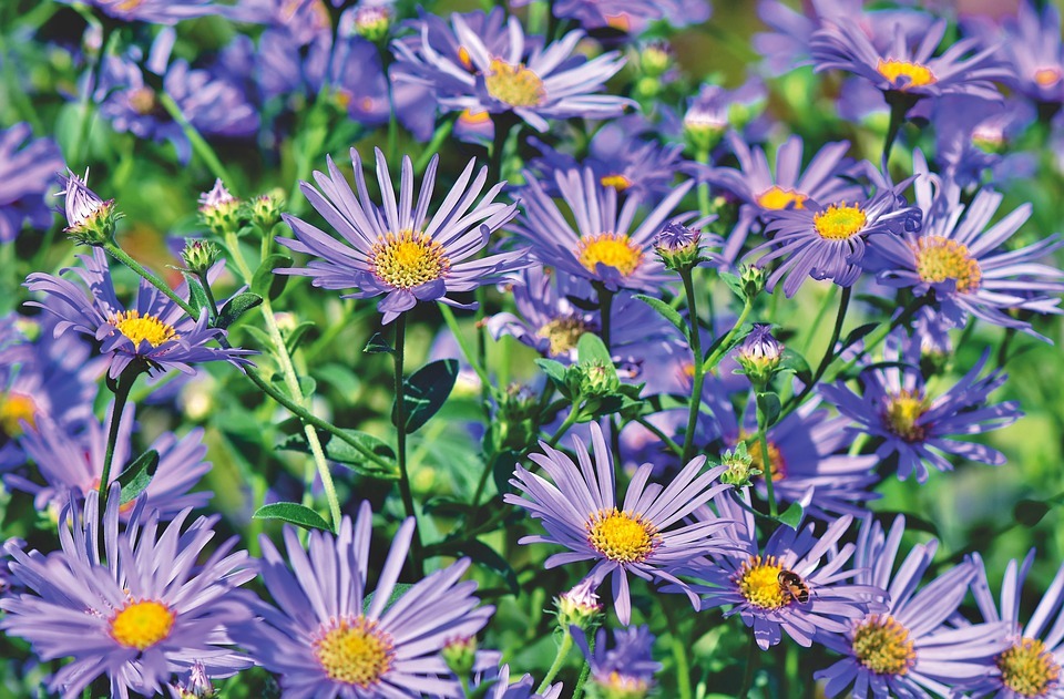 The Staffa Aster flower