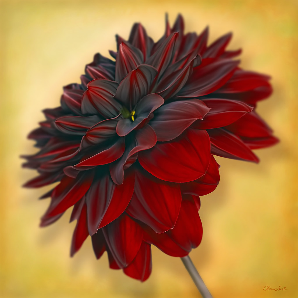 The Symbolism of Black Dahlia flower