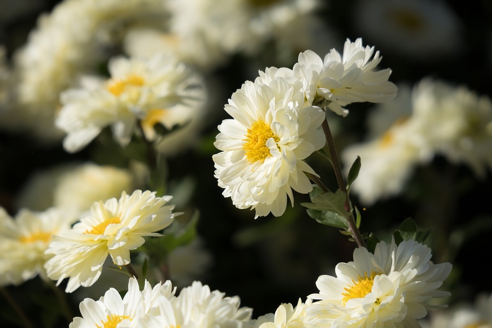  Types of asters 