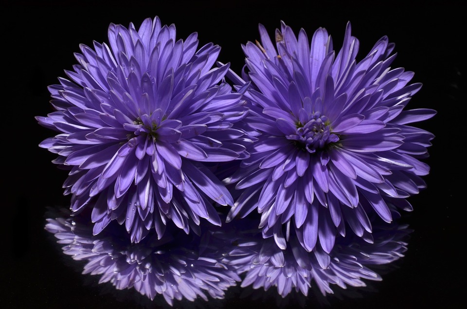 Types of asters 