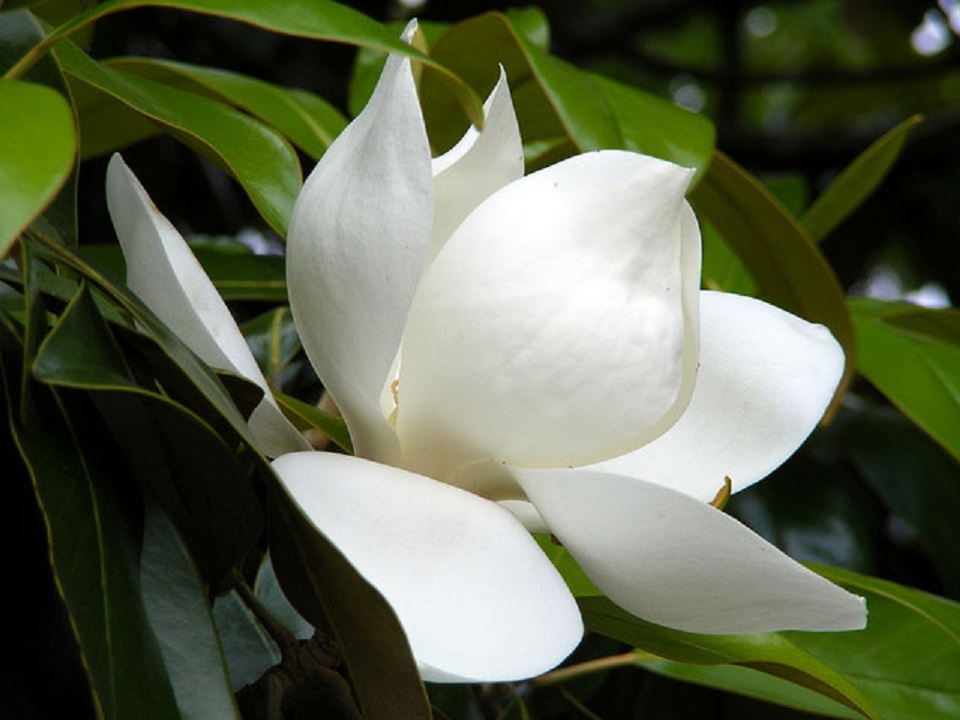 The myths surrounding Louisiana magnolia flower