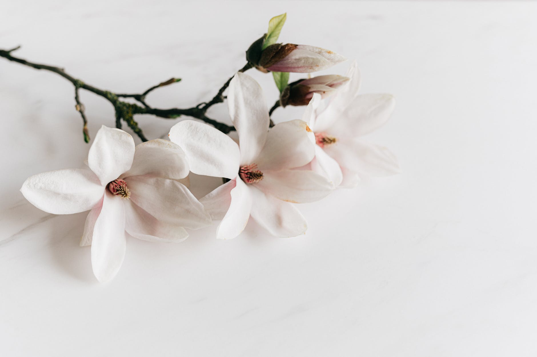 The origin of Louisiana magnolia flower