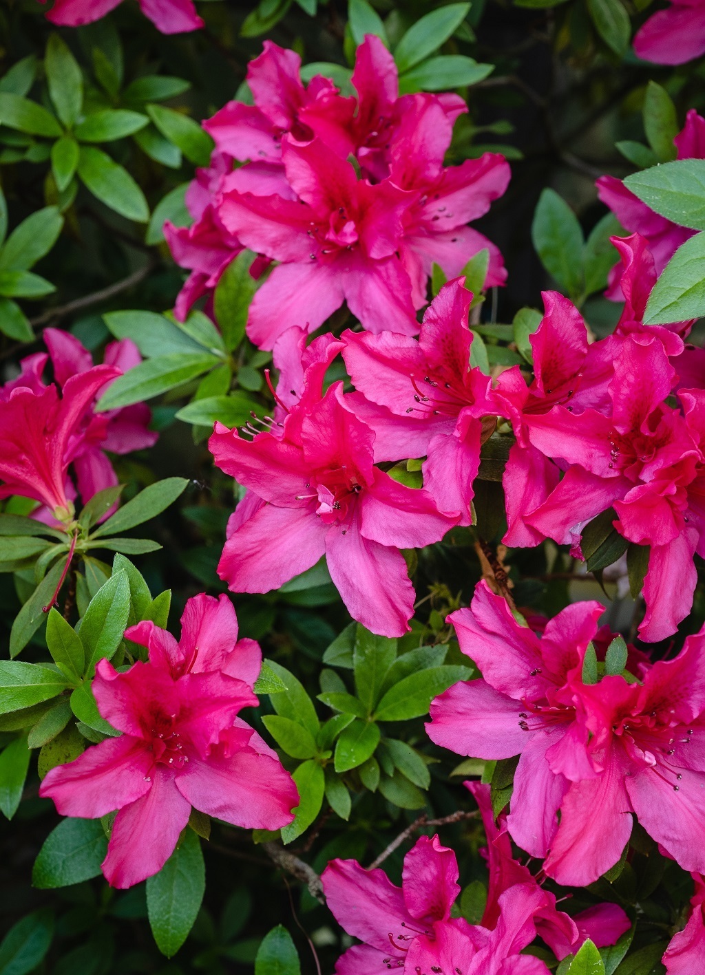 The origine of the Azalea Flower