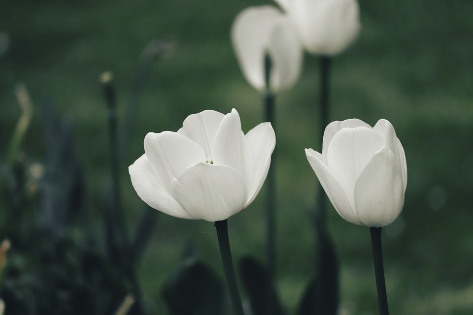 This flower only bloom in the spring