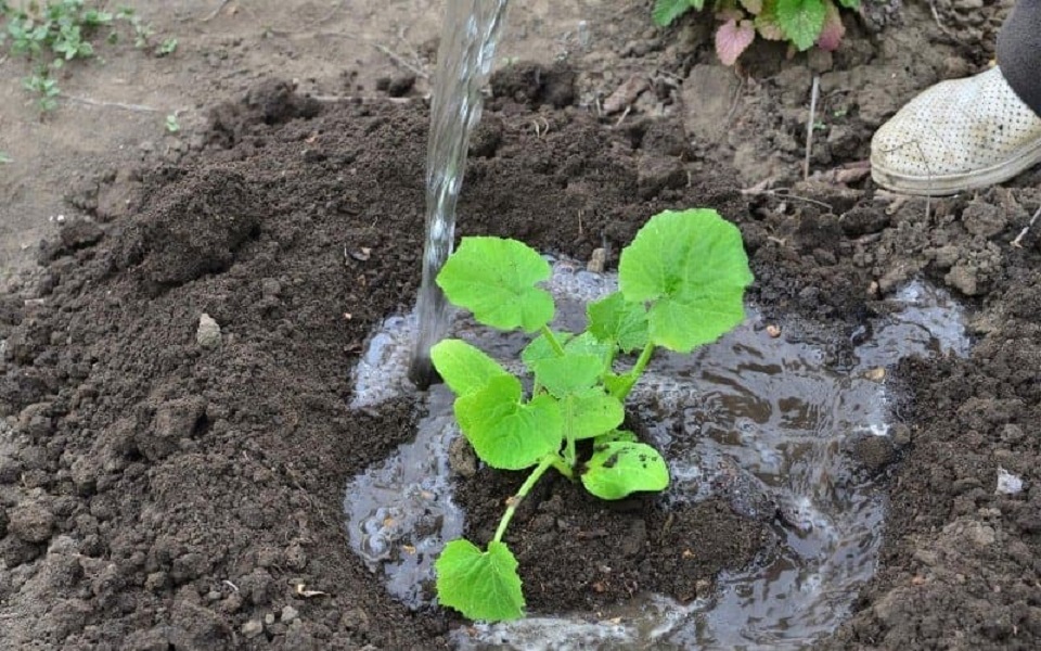 Watering for Cucumber germination