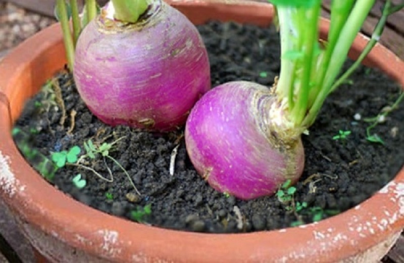 Watering the Turnip in Container