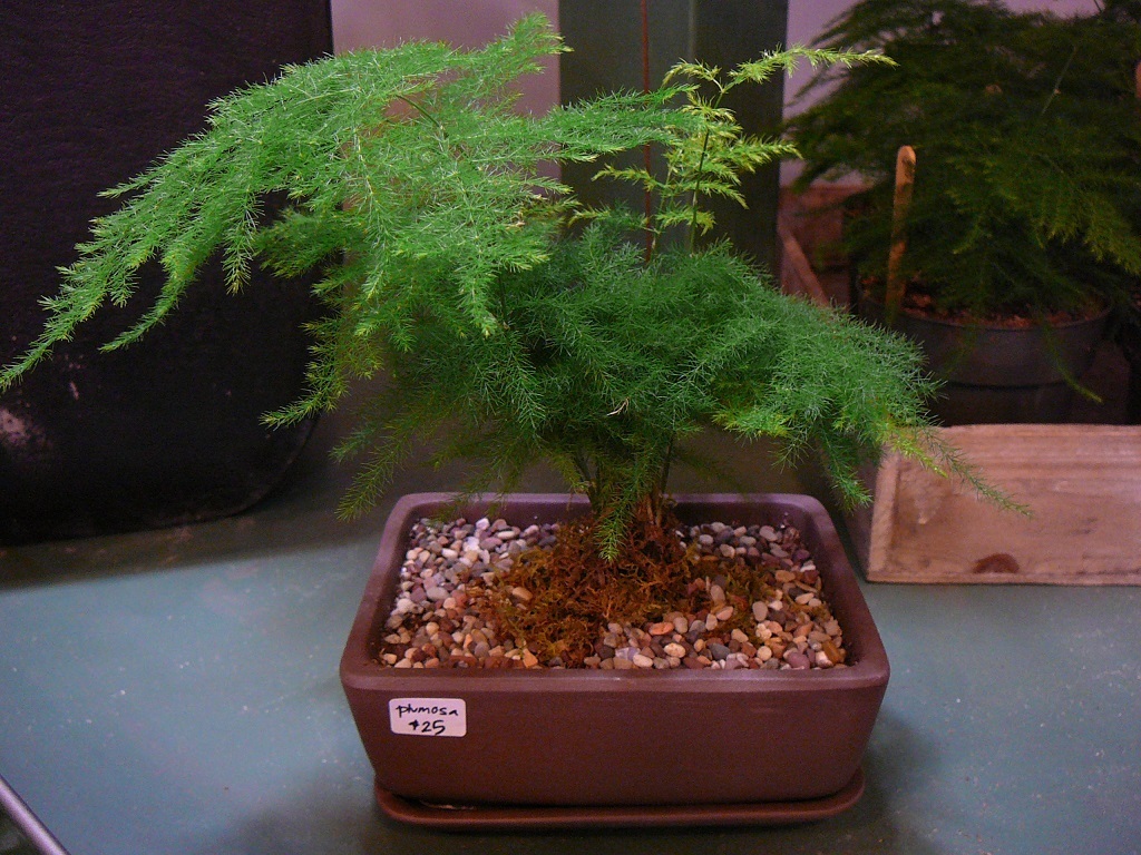 Watering the plumoso fern