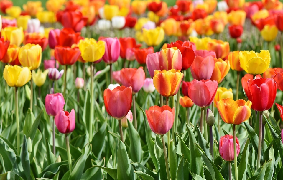 What Is best varieties of Tulips