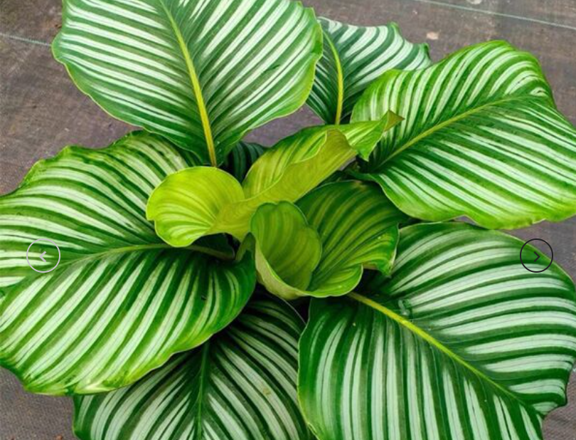 What is Calathea orbifolia