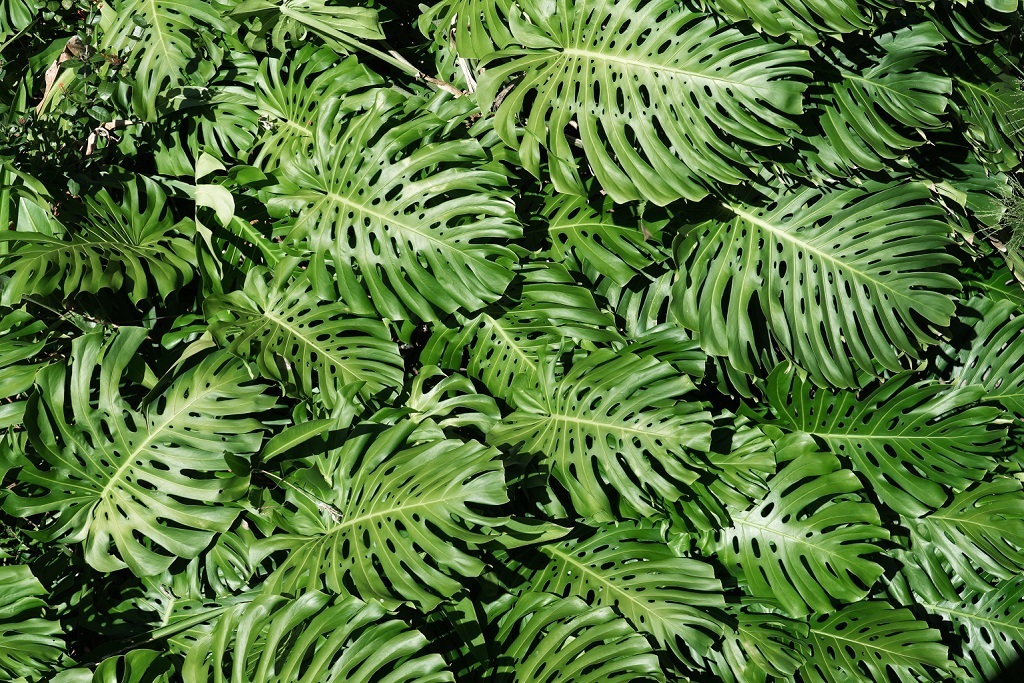 What is Monstera Minima