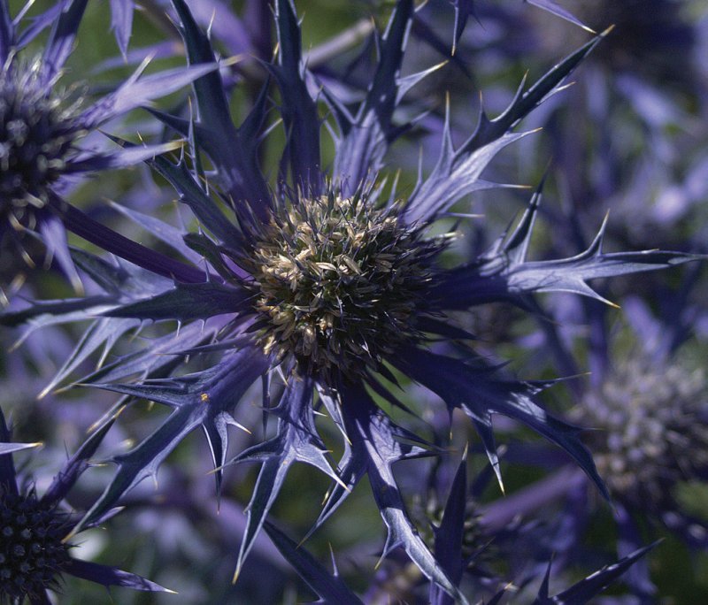 What is Oxford Blue Flowers