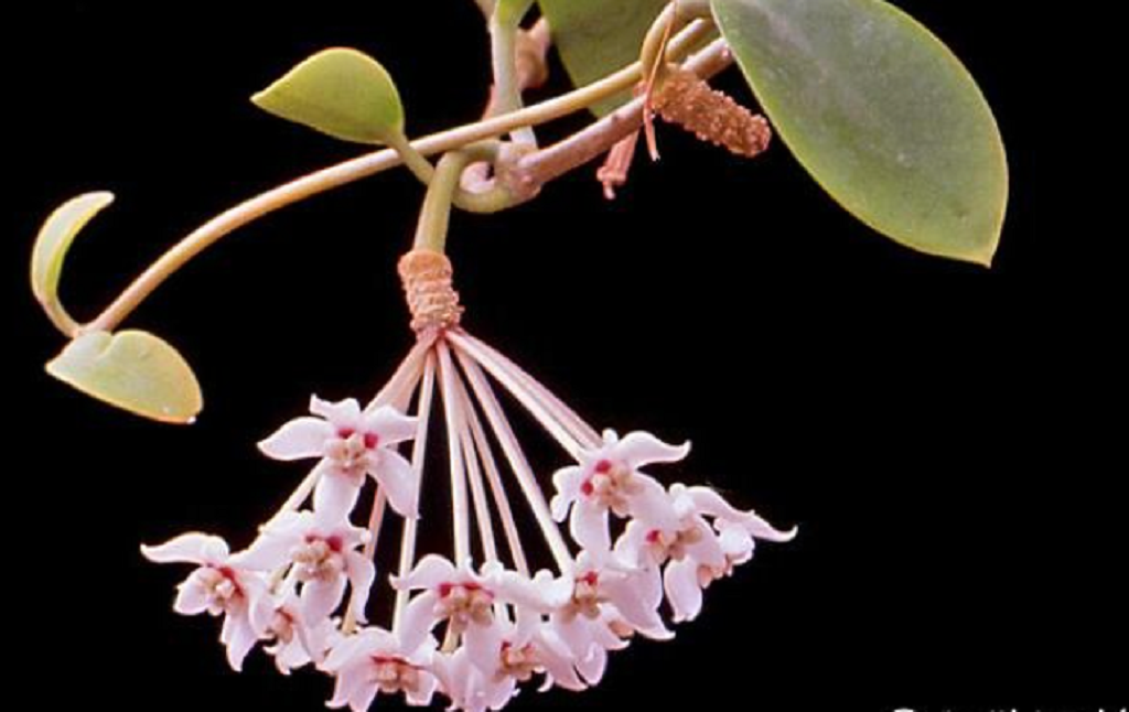 What the most problem for planting Hoya australis