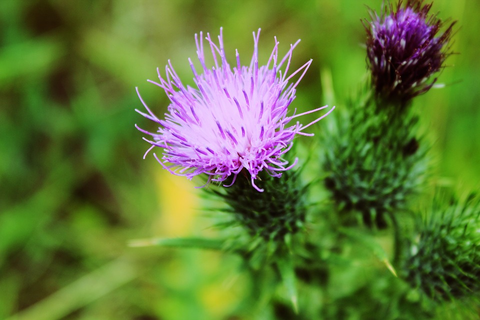 When to Plant Purple Weed Flowers