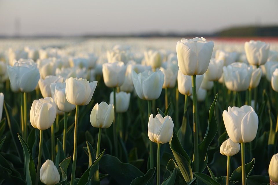 White Tulip Meaning and Symbolize