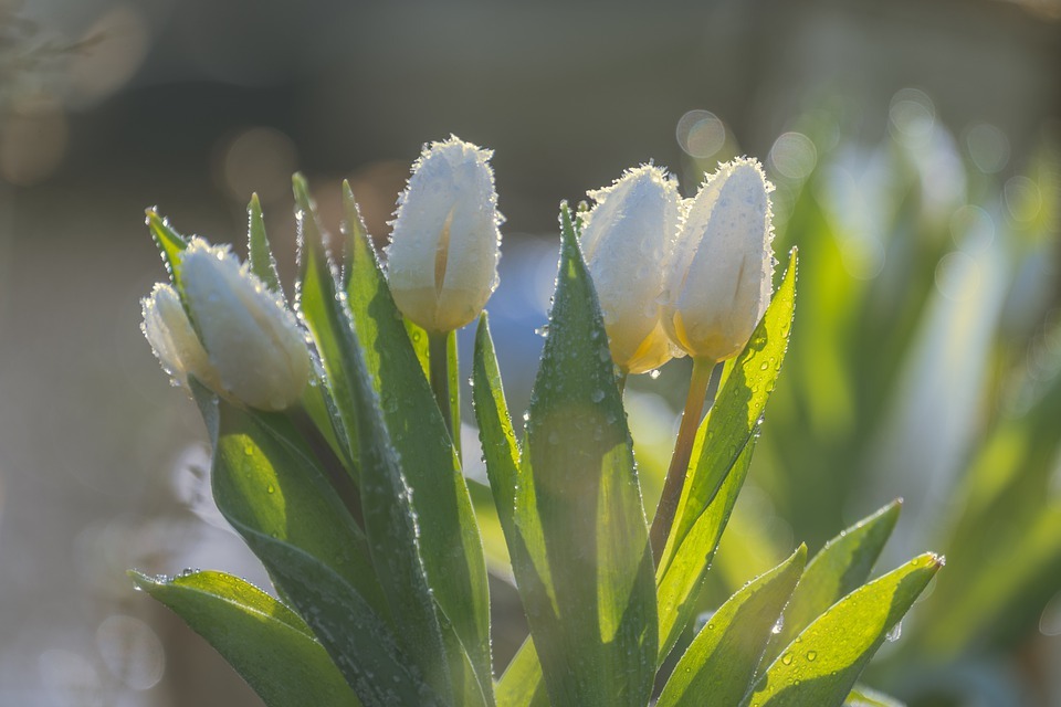 White Tulip Symbolism