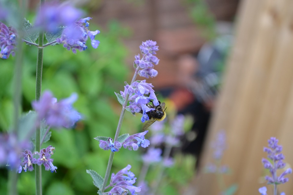 1. Flower to plant in vegetable garden to deter plant, Catmint