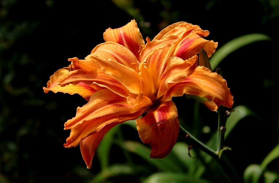 2. Daylily