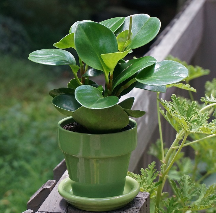 3. Peperomia (Peperomia obtusifolia)