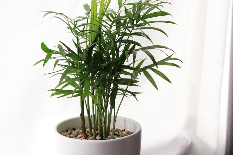 4. Best air purifying indoor plants, Areca Palm