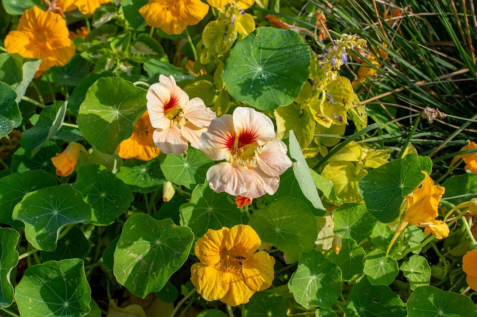 4. Nasturtium