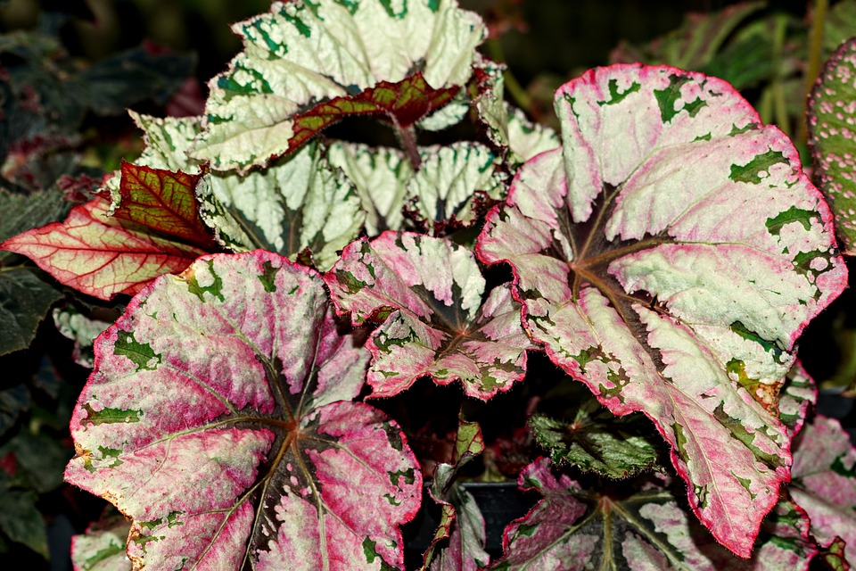 4. Painted-leaf begonia