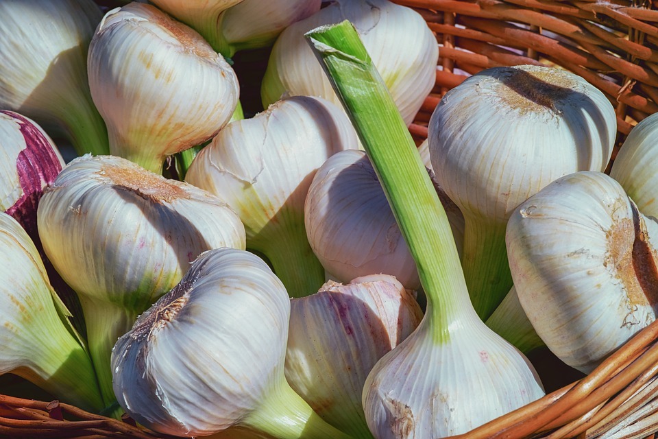 5. Garlic can be natural pest control