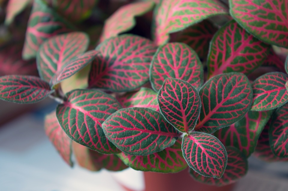 5. Nerve plant (Fittonia)