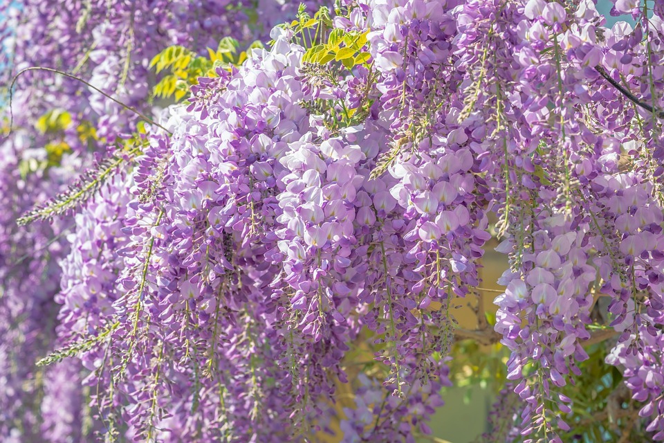 6 Symbols That Reveal What Wisteria Flower Meaning To You