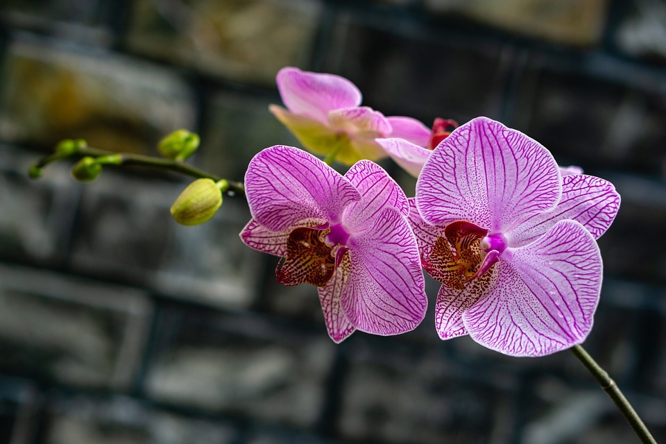 6. Small plant pots Moth orchid (Phalaenopsis)