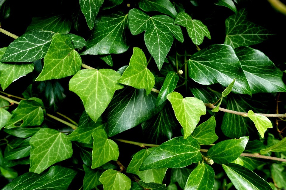 A Simple Steps to Growing Ivy in pots