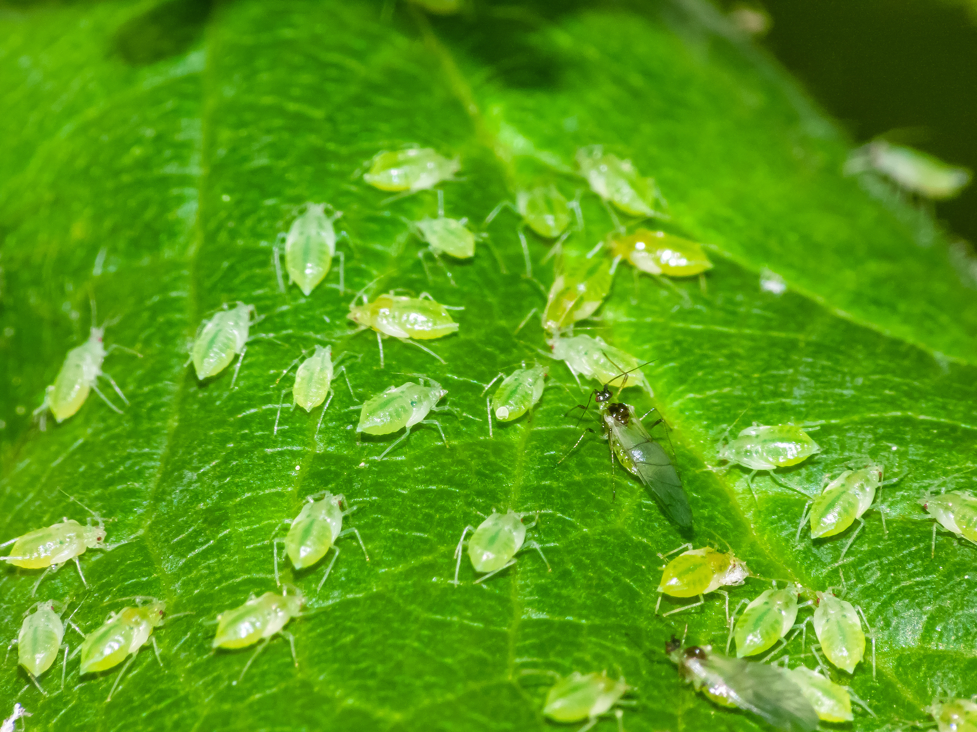 Aphids on indoor plants Invasion: How to Deal With Aphids Without Using Toxic Insecticides