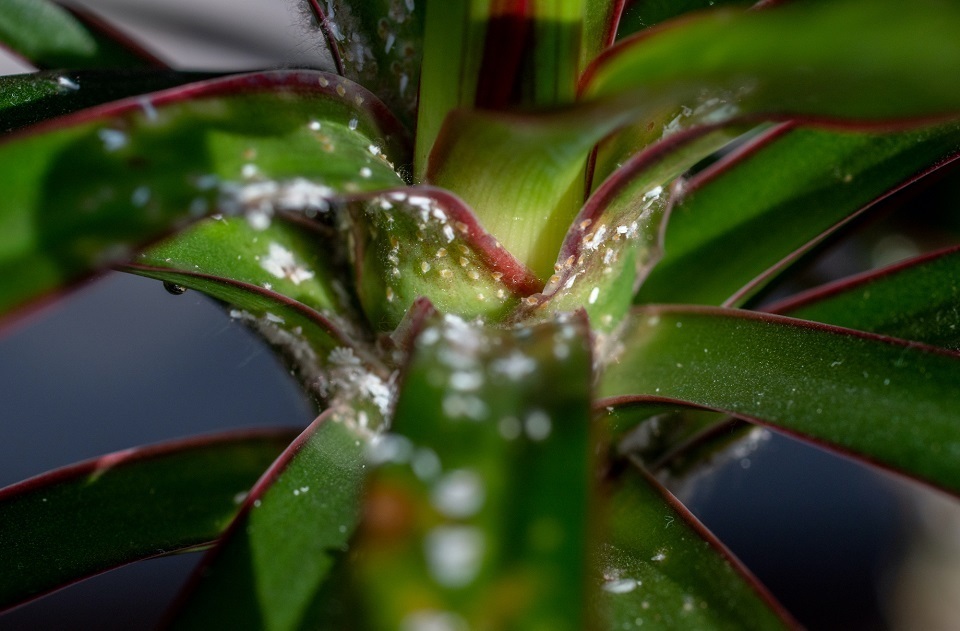 Aphids on indoor plants, There are more than 500 species of aphids in the world