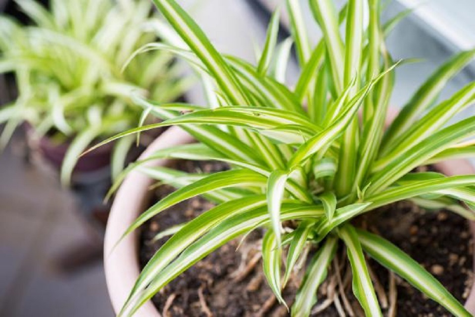 Are spider plants toxic to dogs, Spider plants are popular indoor plants