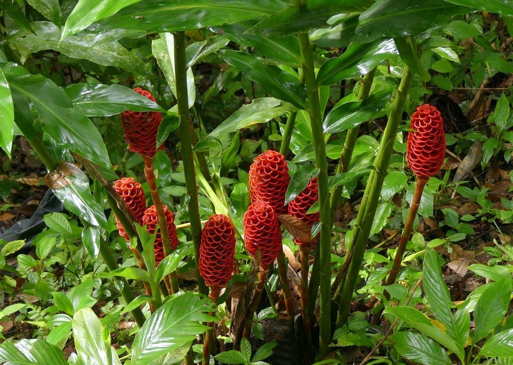 Beehive Ginger Types of ginger