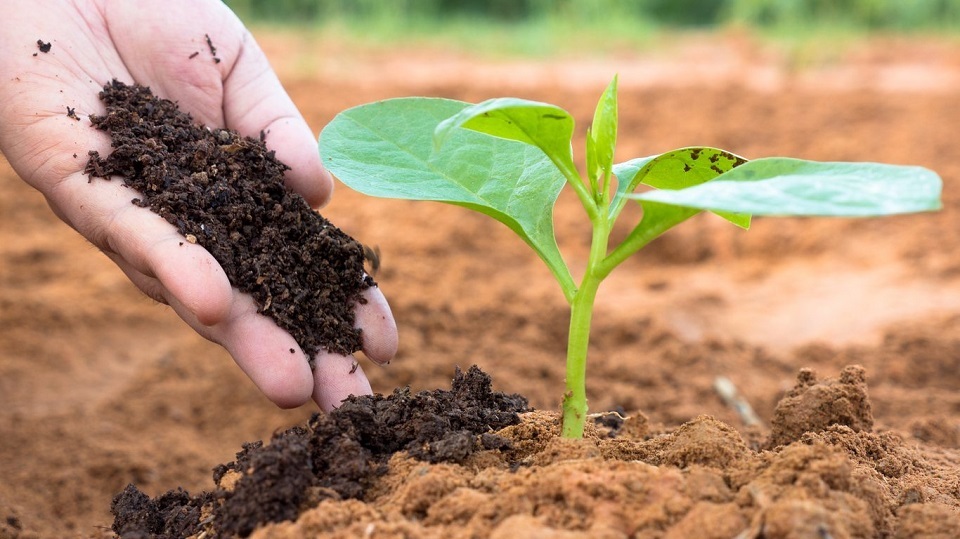 Best soil for raised bed vegetable garden, Humus is a complex mixture of dead plants