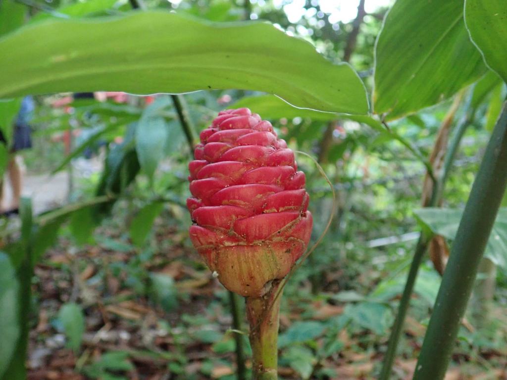 Bitter Ginger Types of ginger