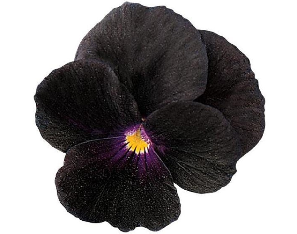 Black Delight' Viola Plant